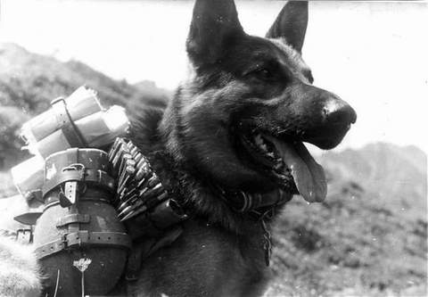 A - Chien Allemand  au combat Eau, bandages et munitions.jpg