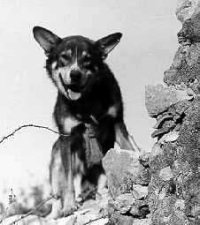 chips-the-dog.jpg