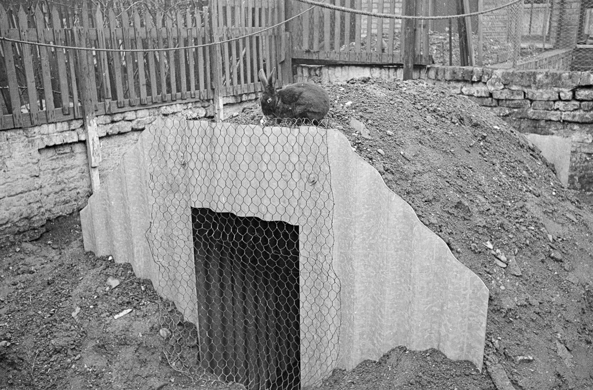 A pet rabbit sits on top of the earth covering a family's new Anderson air raid shelter in their garden.jpg
