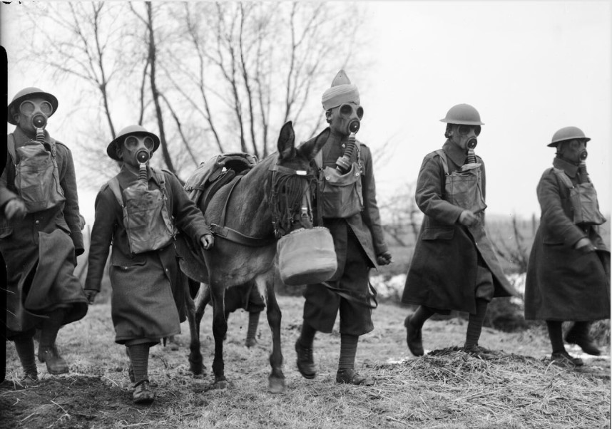 mule  france 40.jpg