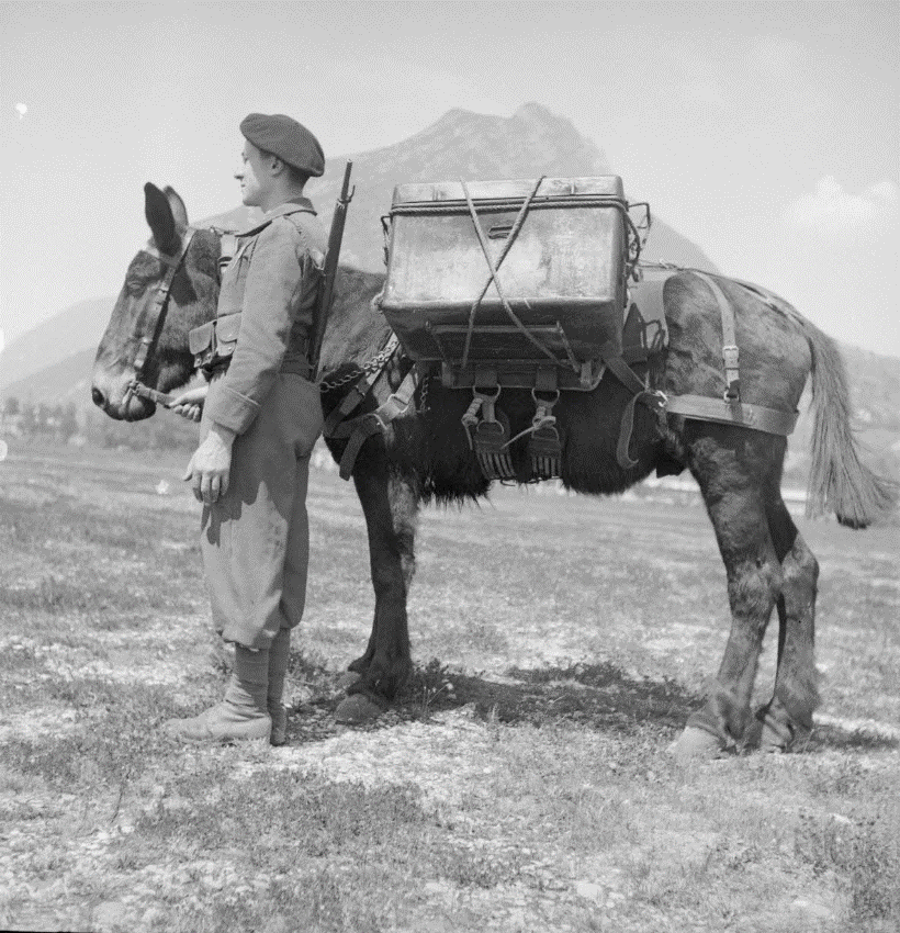 mulet 1942.gif